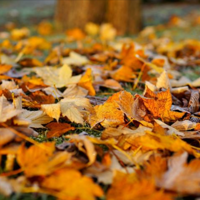 Leaf Picture for Website